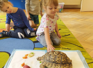 Spotkanie edukacyjne z weterynarzem i jego żywymi zwierzątkami: „Żółw” i "Jeż"