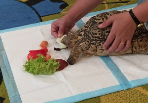 Spotkanie edukacyjne z weterynarzem i jego żywymi zwierzątkami: „Żółw” i "Jeż"