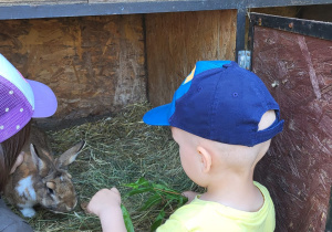 Karmienie kóz, małych koźląt i królików