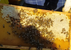 pszczoły na plastrze